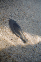 PALEAN CERAMIC MASK SPATULA